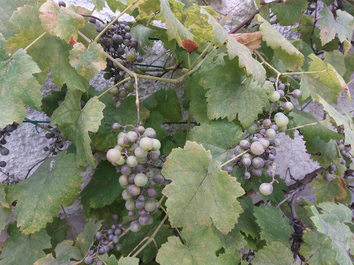 Nová záhrada - choroby viniča